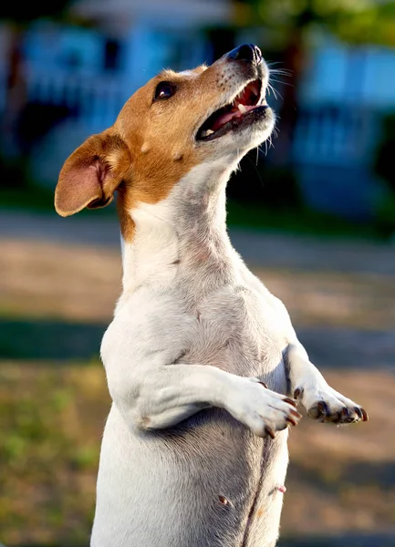 Jack russell Terriër — Stockfoto