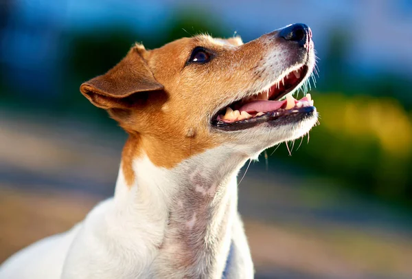 Jack russell Terriër — Stockfoto