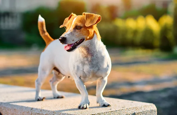 Jack Russell Terrier — Foto Stock