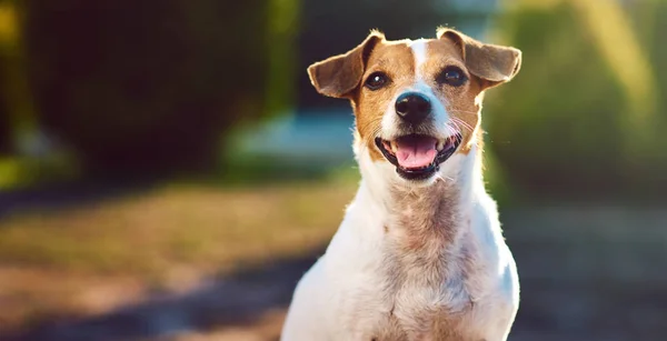 Jack russell Terriër — Stockfoto