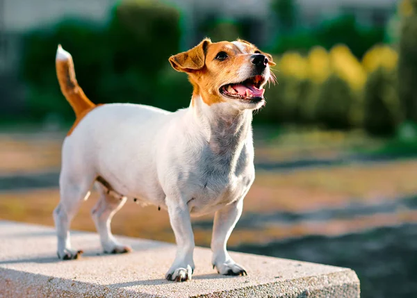 Jack terrier de russell — Fotografia de Stock