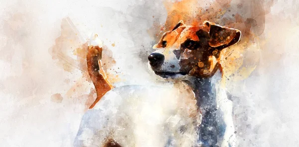 Jack Russell Anjing terrier — Stok Foto
