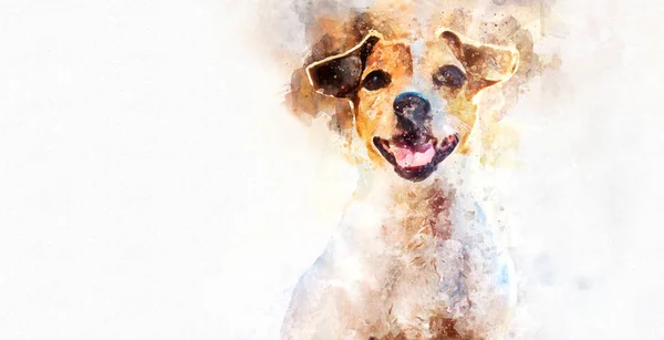 Jack Russell Anjing terrier — Stok Foto