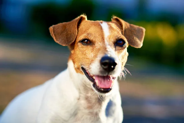 Jack russell terrier Stock Photos, Royalty Free Jack russell terrier ...
