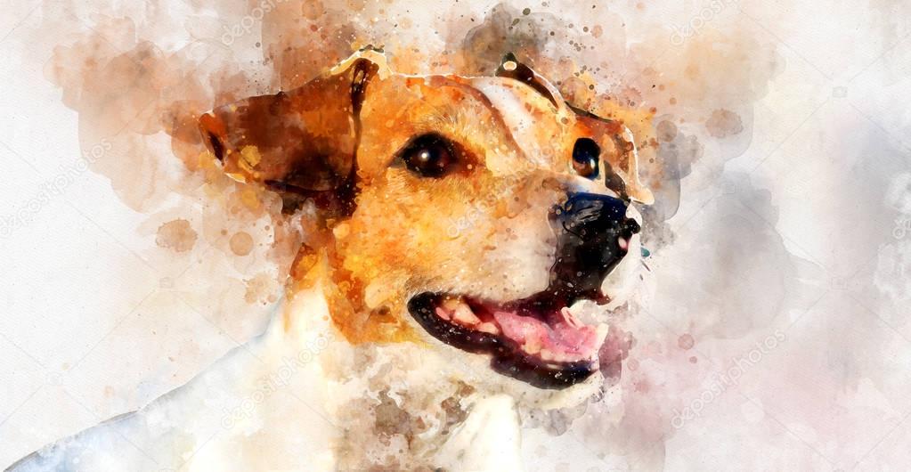 Jack Russell Terrier dog