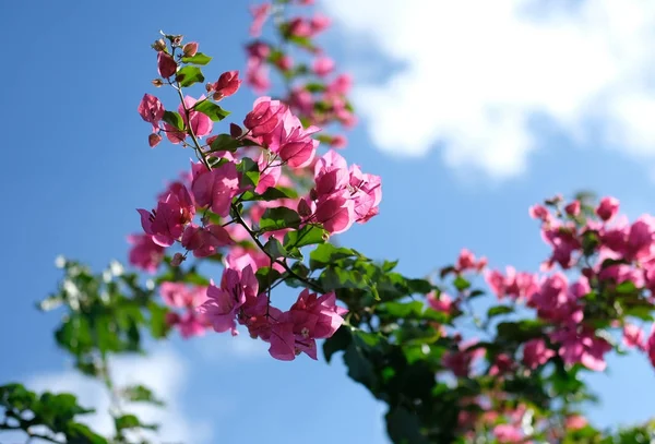 Bloeiende Bougainville boom — Stockfoto