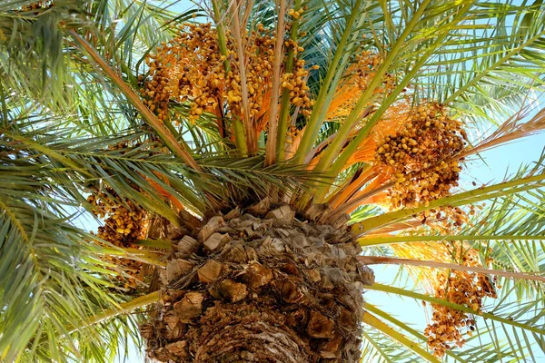 Detail z datlové palmy — Stock fotografie