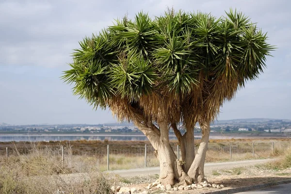 Dračí krev strom poblíž Las Salinas Torrevieja. Španělsko — Stock fotografie