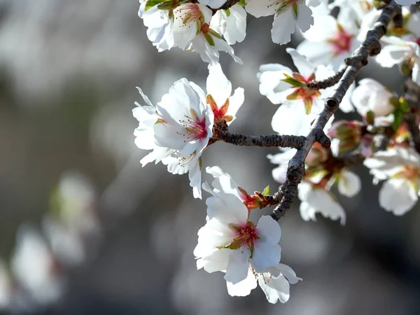 Floração de amendoeiras em Espanha — Fotografia de Stock