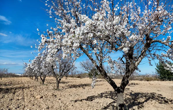 En dunge av mandelträd i Spanien — Stockfoto