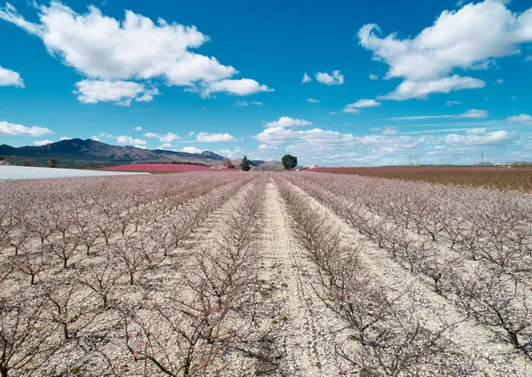 Aerial photography of a blossoming of fruit trees in Cieza in th — Stock Photo, Image