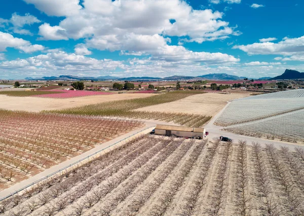 Fotografia aérea de uma florescência de árvores de fruto em Cieza — Fotografia de Stock