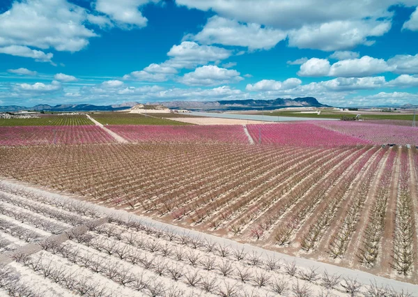 Aerial photography of a blossoming of fruit trees in Cieza — Stock Photo, Image