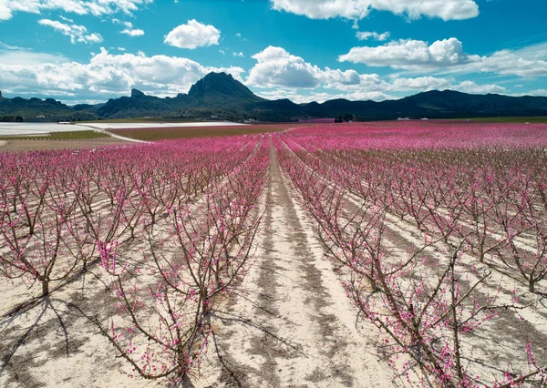 การถ่ายภาพทางอากาศของดอกไม้ของต้นไม้ผลไม้ในคูมาร์ — ภาพถ่ายสต็อก