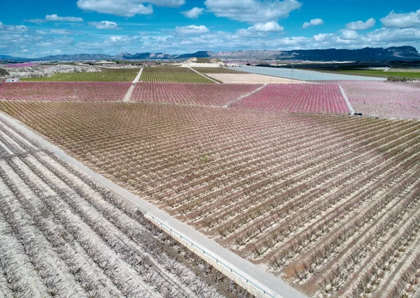 Aerial photography of a blossoming of fruit trees in Cieza — Stock Photo, Image