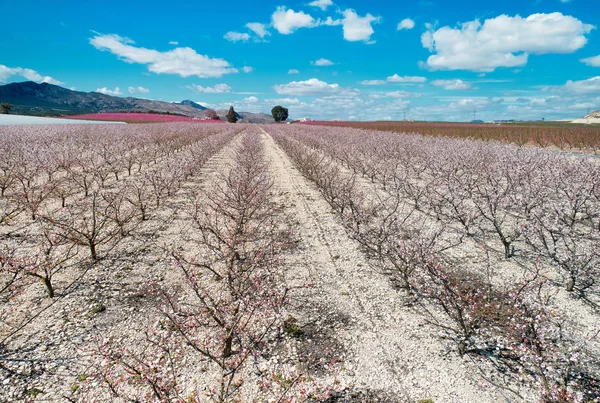 Luchtfoto's van een bloei van de fruitbomen in Cieza — Stockfoto