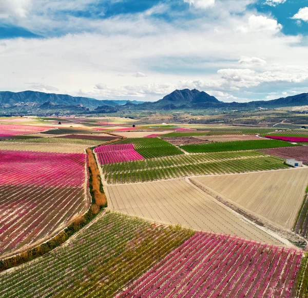 Bloei van de fruitbomen in Cieza — Stockfoto