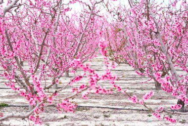Blossoming of fruit trees in Cieza. Spain clipart