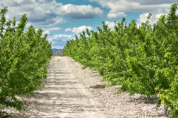 Gaju drzew oliwnych w Cieza w regionie Murcia. Hiszpania — Zdjęcie stockowe