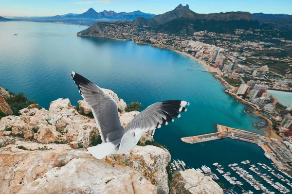 On the peak top of Penon de Ifach cliff flying seagull. — Stock Photo, Image