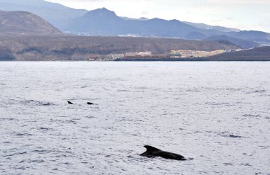 Akdeniz sularında uzun yüzgeçli pilot balina