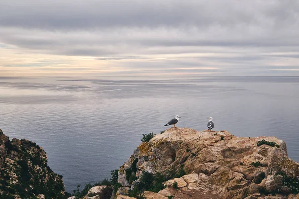 Дві чайки на краю вапнякової гори — стокове фото