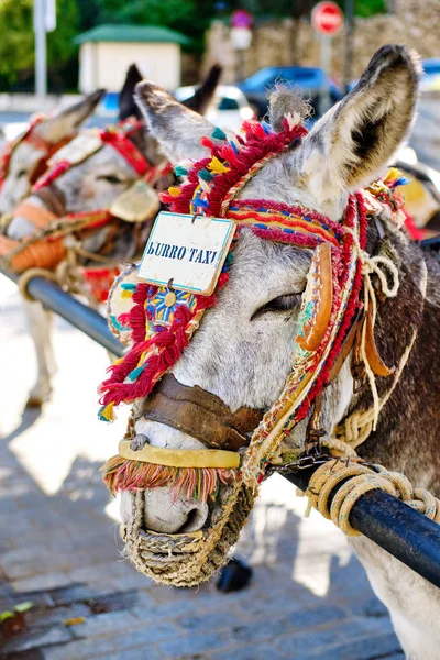 Marcos de táxi burro em Mijas whitewashed aldeia espanhola — Fotografia de Stock
