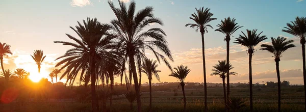 水平图像棕榈树轮廓在日落黄昏如画的天空中 映衬着灿烂的太阳 Costa Blanca Torrevieja 西班牙 — 图库照片