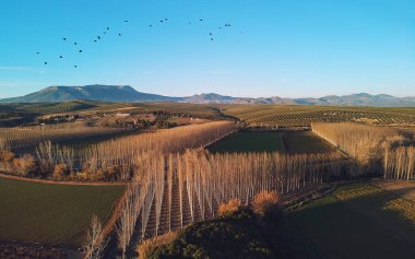 Aerial drone point of view photo artificial planted grove trees in a rows and agricultural fields cultivated land view from above, flock of flying birds in clear blue sky. Granada, Espana, Spain clipart