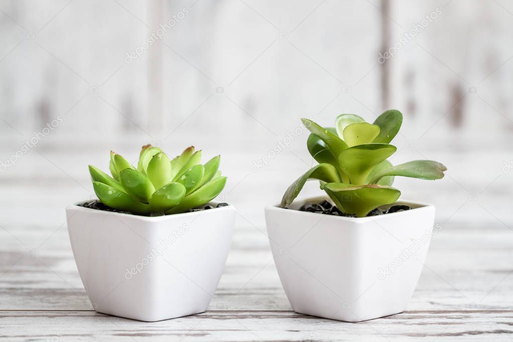 Artificial cactuses in white pots on white wooden background