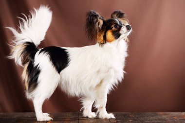köpek doğurmak papillon