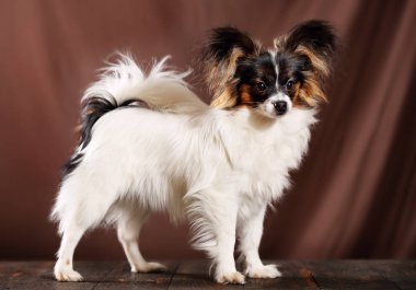 köpek doğurmak papillon