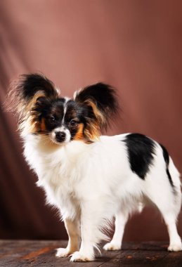 köpek doğurmak papillon