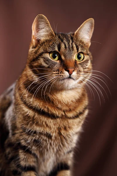 Scottish Straight cat - scottish cat with straight ears