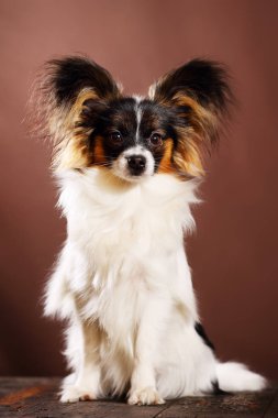 köpek doğurmak papillon