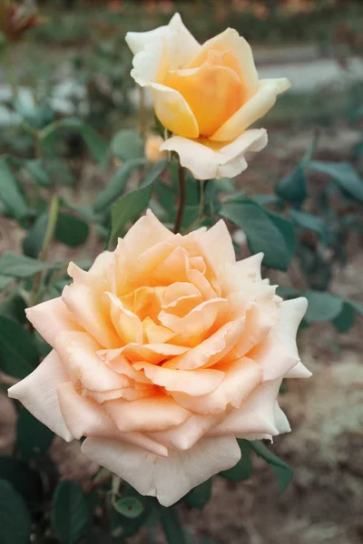 Creme rosa em um fundo escuro — Fotografia de Stock