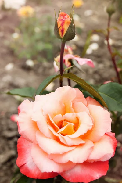 Rosa rosa em um fundo escuro — Fotografia de Stock