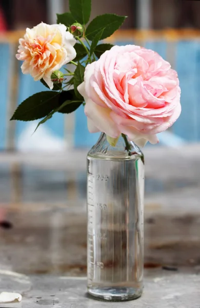 Rosa em uma garrafa de vidro — Fotografia de Stock