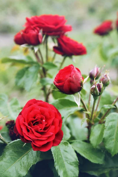 Rosa rossa in giardino — Foto Stock