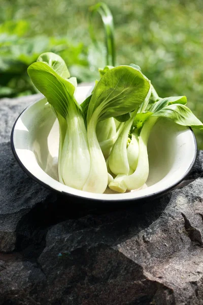 Pak Choi vegetal oriental —  Fotos de Stock