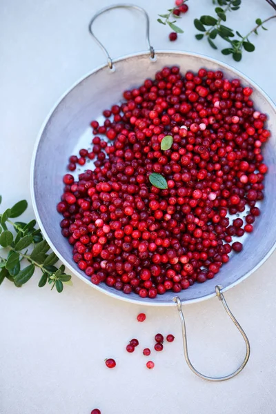 lingonberry from in the Sieve
