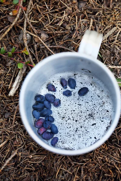 Blue berries of honeysuckle