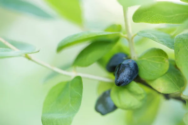 A branch of honeysuckle — Stock Photo, Image