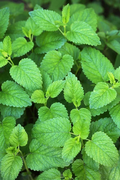 stock image aromatic melissa in the garden