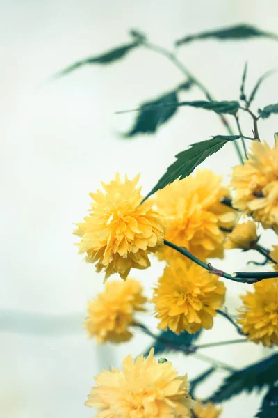 Blühendes japanisches keriya — Stockfoto