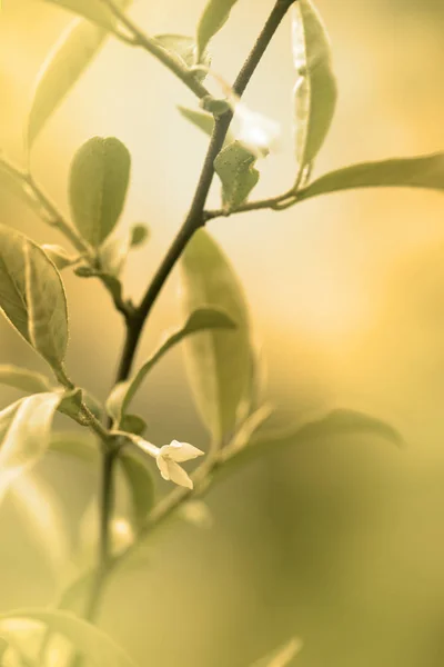 Elaeagnus multiflora tons dourados — Fotografia de Stock