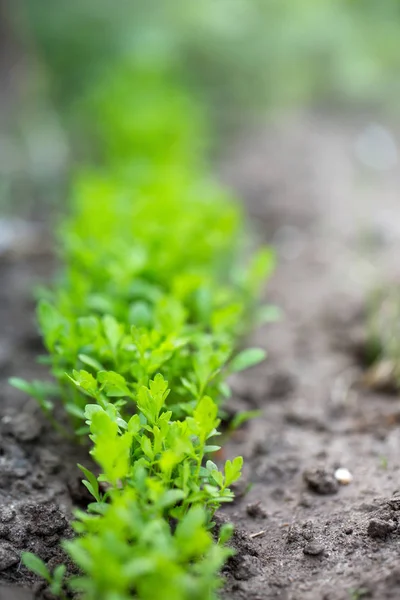 Lettuce growing on garden bed — Stock Photo, Image