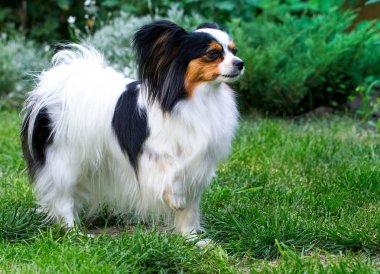 Köpek ile yükseltilmiş pençe anlamına gelir.