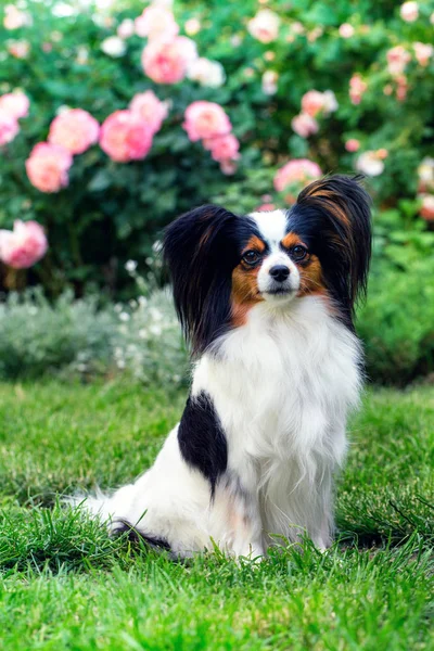 Perro en el jardín —  Fotos de Stock