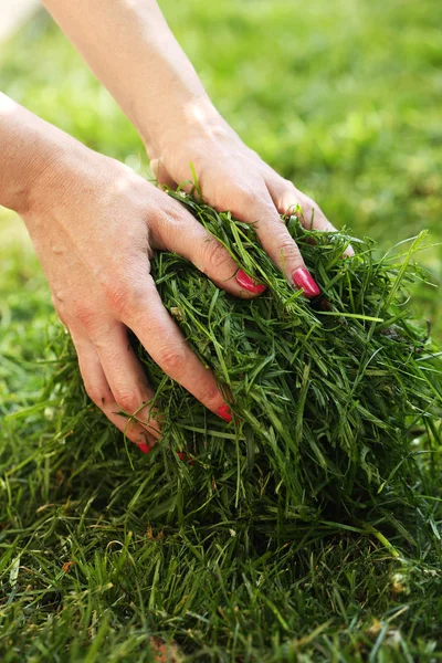 Le mani delle donne prendono erba — Foto Stock